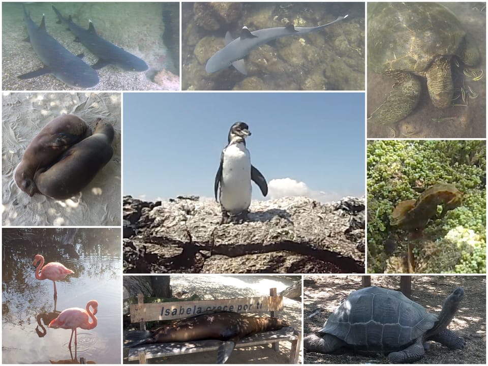 Galapagos Isabela